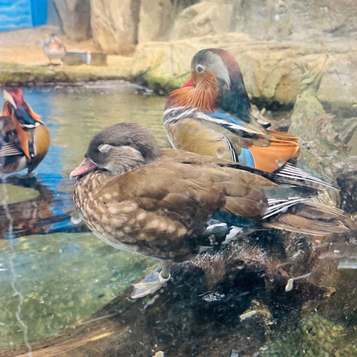 おはようございます！
本日も元気💪🏻


水族館大好きでお馴染みのすずですが、水族館へ行く時は大体2周します🐟
1周目はすみずみまで解説文を読むんだけど、へー！ってなる生態が書いてある施設や味について詳しく書いてたりすることも🤭

ここ最近で1番びっくりしたのは📸のオシドリ。
仲がとってもいい夫婦のことを「おしどり夫婦」っていうけど実際のオシドリは毎年パートナーを変えるらしいです。
なんならオスは卵を確認した時点で飛び立つみたいなので子育てもしない😂
オシドリはおしどり夫婦じゃないってこと🤔

鳥類は生涯同じペアでいる種が多いのにまさかのオシドリは期間限定ペアなのは驚きですよね。
ちなみに語源は中国の故事らしいですよ。


お兄さんにはずっとすずだけって思ってもらえるように一生懸命がんばります✨
それでは本日もよろしくお願いします！