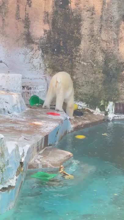 35年以上ぶりの
天王寺動物園❤️
ホッキョクグマの
ホウchanを見にきたよ❤️