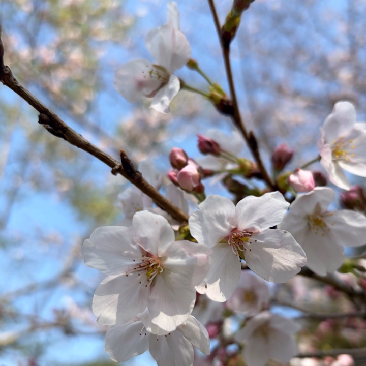 桜咲く
雨に降られて
散り急ぐ

春とはそういう季節とわかっていても、桜が咲いた！となった途端に雨風の日が続くのはなぜでしょうか‥

そんな最近の天気で一句詠んでみました
(ルールあっていますか？)

お天気も意地が悪いなぁと思ってしまいますね🌀

ふと思った他愛のないことでした☺️

特別桜を見に行かなくても街中でみれるのはありがたいですね🌸

相変わらずお返事おそくなっていてすみません🙇‍♀️