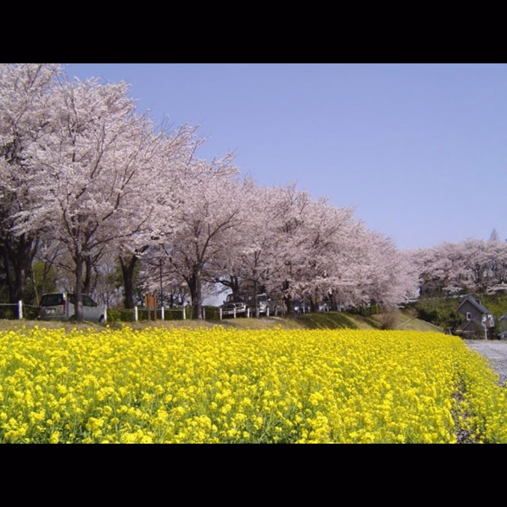 春も終わり