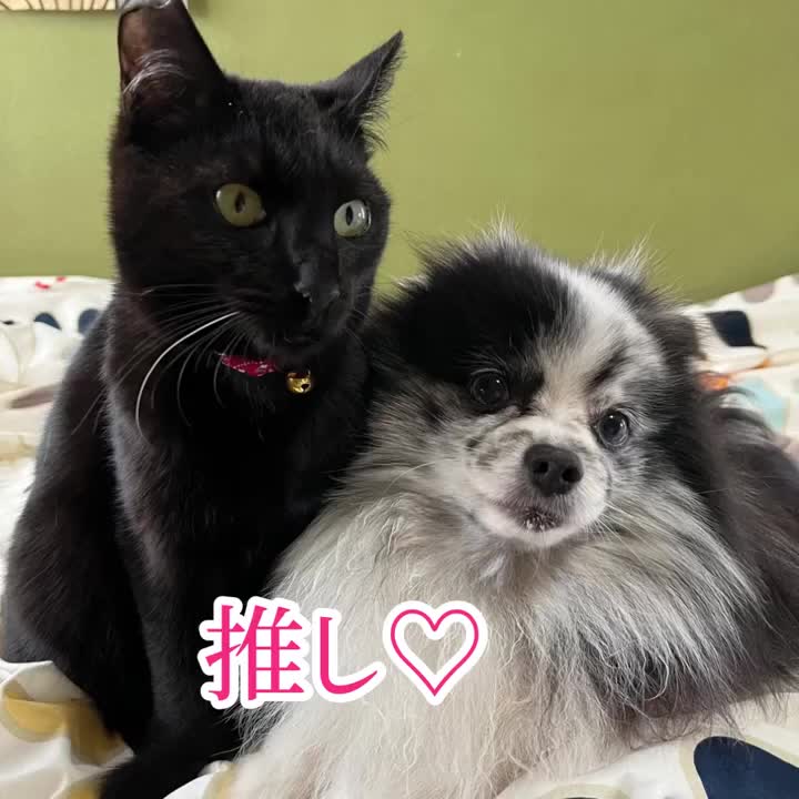 わんこ社長（ポメラニアンブルーマール♂）＆にゃんこ社長（保護猫♂）