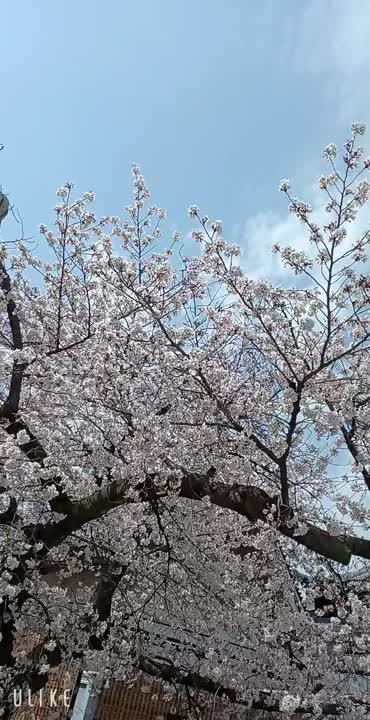 生きてて大変なこともあるけど、
たまには、何も考えず、季節を感じるのも大事ですね。

皆さんも、オキニさんとお花見いかがですか？
