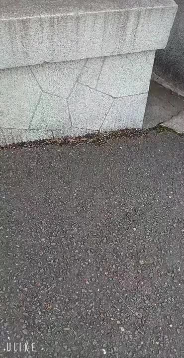 いおりです☺️

皆様のほうがお疲れ様だと思うのです。
私のキャパシティが悪いのか、脳と身体の解離？
が激しくなってきたので、またどこかお邪魔させて頂きたいと思います。

下鴨神社さん、めちゃくちゃ素敵でした。