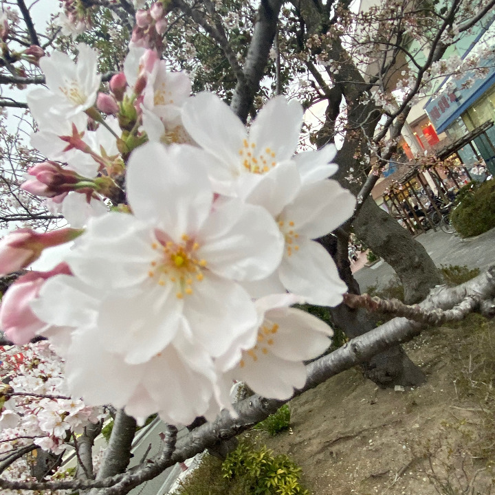 桜が綺麗に咲いてた🌸
まだ7分咲きくらい？

お花見したいな〜
パーっとお酒飲みたい！