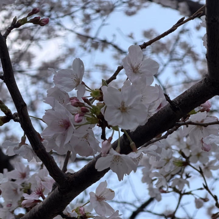 🌸みましたか？
ねいかもお花見楽しみました( ´›ω‹｀)💕