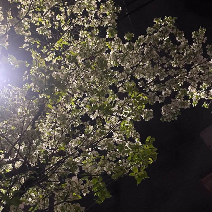 おはようございます☀

昨日もたくさんのご指名ご予約のお兄様ありがとうございました✨

すごーく久しぶりにお会いしたお兄様もいらっしゃって時の流れを感じるね☺️

今日もラストまでいるのでたくさんぬるぬる気持ちいいことしましょ🤭🫧

夜桜がすごく好きお昼より妖艶さも増してすーっとすいこまれちゃう🌸