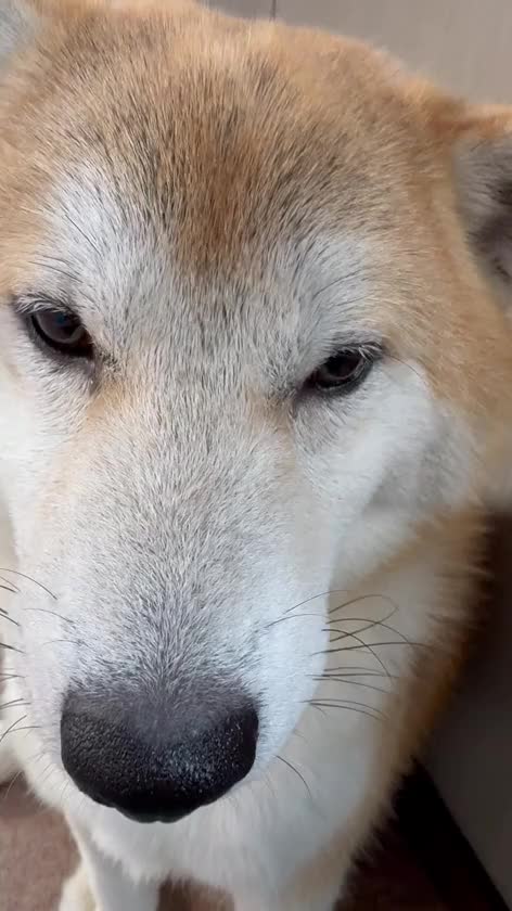 ちかげです☺️
あらし部長と会った時動画撮ったから載せちゃう〜

なんで犬ってこんなに可愛いんですか😂ちかげの家は昔から飼ってくれないんだよ〜

休憩とったりするので夜は空いております🙆🏻‍♀️
お仕事終わりのお兄さんなどお誘い待ってます✊🏻