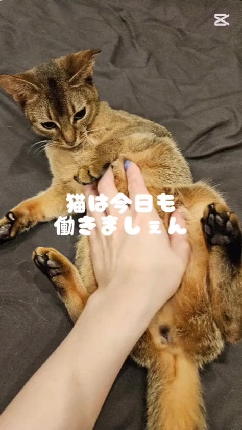 搾精研究所 せいら


お兄さんたち今日もお疲れ様😌

今日もお休み貰ってるよ！

お仕事以外だとペットたちとまったりが今は至福の時間♡
スッゴク可愛いんだよ✨動物大好きなお兄さんとも色々語りたいな♡

明日金曜日からはお兄さんたちも沢山可愛がるからね♡
お誘い待ってるよ♪