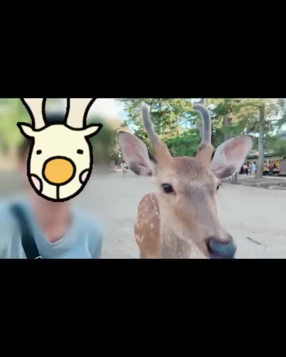 カメラ向けたら鳴いてくれた‎🤍
撮られ慣れしてる🦌プロや笑📸
てか鳴き声とか初めて聞いたかも！