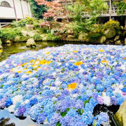もゆの 池袋バイオレンス