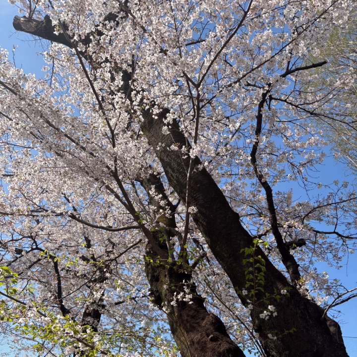 こんにちは、ゆねです！

最近お休みをいただいて
少しゆっくり過ごしていました🙇

家族とお弁当を持って
お花見にも行ってきて
楽しい時間も過ごしました💓

明日からはお兄さんと
楽しい時間を過ごしたいです🥹🙏

ご予約お待ちしております❣️