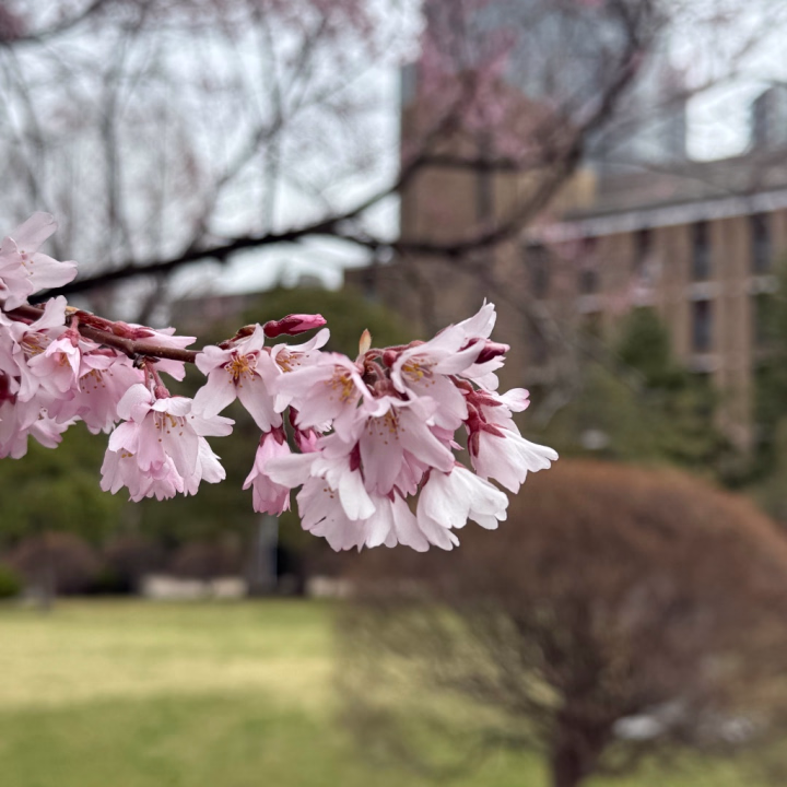 急にあったかくなりお散歩に行ったら先週はからっからだった桜が🌸



こちらは今週が見頃のようです♪



東京の見頃はいつかな？



あ、もしかしたら月末出勤するかもしれません❤️



ゆずは