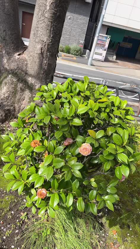本指名様いーーーパイで嬉しい♥️

ゆらちょっとえちえちに自信ついちゃう?!

今日も明日も一旦ゆら推しとく❓//

幸せに……イヤイヤ(ヾﾉ￣▽￣)
絞り取ってあげるね💕︎