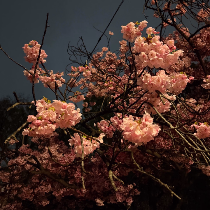 お花見日和🌸

お兄様方はお花見しますか？
ミカは毎年お花見します！！
でも桜の時期は天候が悪くなりがちですぐ散ってしまい寂しい気持ちになります🥲

4/25-5/1でいるので会えるの楽しみにしてます💞