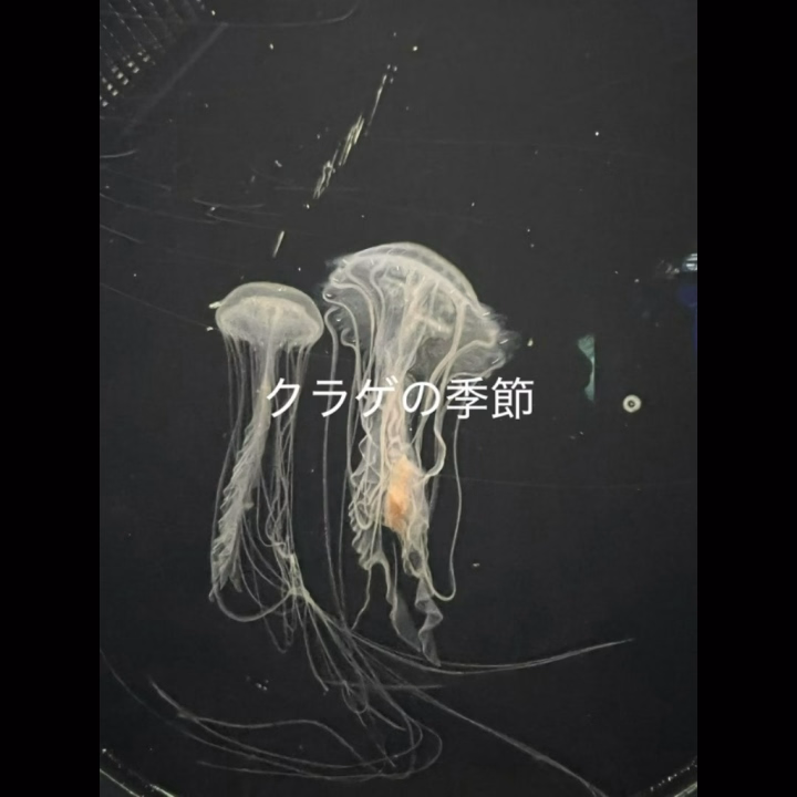 こんばんわ

むむです🌟
出勤してます〜

5月21日のお礼日記💌

✲10時~80分のお兄さん😌
HP指名ありがとうございます！
今日は、お仕事(教育関係🔬)がお休みで遊びに来てくれました︎🙌🏻
生憎の雨でジメジメしちゃって嫌な感じやけど、移動中に雨が降らんくて良かったです(* 'ᵕ' )☆ﾗｯｷｰ
優しい雰囲気がダダ漏れのお兄さんで、ずっと優しいし気持ちよさそうにしてもらえて嬉しかったです😆
ご挨拶にって、シュークリームとハイチュウくれて餌付けされてる？🥹
雨が降らないうちに気をつけて帰ってください☔️
今日はありがとうございました！

✲17時45分~60分のお兄さん😌
パネル指名ありがとうございます！
仕事モードでじゃないと喋れへんって言ーてる面白いお兄さん
オフになるとキョドキョドしてて、オンオフがすごい激しいのが面白すぎて話してばっかり😂
雨のせいでジメジメしてるの要らんかったけど、お兄さんが面白かったからたまにはいいかなと思えました🙂‍↕️
帰りは雨降ってたから夜ご飯、テイクアウトできたんかな？
今日はありがとうございました！