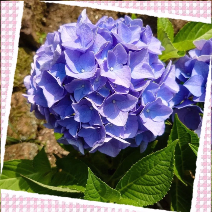 おはようございます☀️　

家の近くで紫陽花が咲いてたから
思わず写真を撮っちゃいました💜

梅雨はちょっと苦手だけど
紫陽花は好きなんだよな😂

今日は17時までいるので、 お時間が合う
お兄さんいたら会いに来てくれたら嬉しいな🥰
今日も素敵な時間になりますように🙈💕