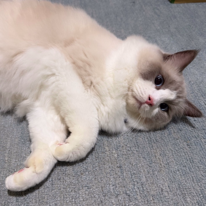 🍬 ぐみです 🍬

弟くんのお誕生日健診で
朝から1日病院へお預けDAY🐱🎂🏥

ついでにお兄ちゃん猫さまも
一緒にお預けして…🐈🐾

その間にお家ではくん煙剤をたいて
朝から大掃除に励んでおりますっ🧹🫧

しばらく家も空けていたし
せっかくなら隅々までスッキリさせたいっ🤭✨️

猫さまたちも不在なので
タイミングもちょうどいいかなと🥰

くん煙剤をたいている間は
おばあちゃんのお家へ🏠💕

久しぶりに遊びに行ったのに
一緒にお昼ごはんを食べたら
まさかのお昼寝をしてしまいました🤣笑

そして無事にくん煙剤も終了っ！

お家に戻ってお掃除再開ですっ✊🏻✨️

そしてそして💌

ご予約も無事に確定しております🥹💗

お掃除が落ち着き次第、
本日中に順番にご連絡させていただきますね💐🤍

少しだけお待ちいただけたら嬉しいです🥰

さあっ！
エナジー注入して翼を授かりましたっ🪽⚡️笑

後半戦もパワーチャージ完了‼️

もうひと頑張りしてきま〜すっ🤣💕