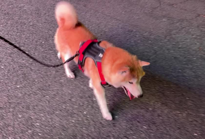 🐶目標ひとつめ🫧

前乗り初日にして…
あらし部長との夜さんぽ達成🐾✨

海沿い歩いてきたよ🌊🌃

可愛すぎて🥹💕

米子生活、
いいスタートです🌙🫧