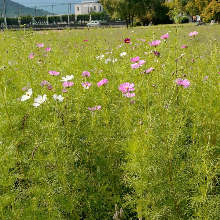 ちらりと、コスモスを観に行ってきました！
まだ七分咲きくらいかな？
満開になって、コスモスで埋め尽くされるのが楽しみです♥

今日は気持ちのいい秋晴れ。
おにーさまがたにもいいことありますように！