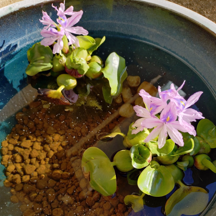 メダカのいる水鉢に入れてある水草に、何故かお花が咲いてました♥
綺麗なお花で心もウキウキしちゃいました🥰
なんていう花なんだろう?
わからないけど⋯
朝から素敵な気分になれました♥