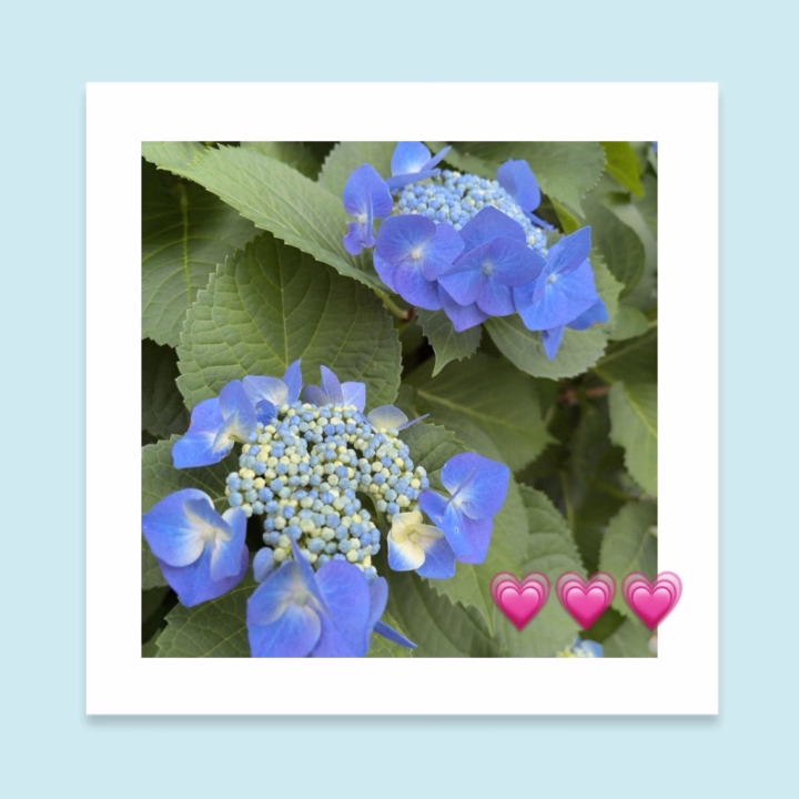 おはようございます(*^^*)

もう少しで梅雨なのかな？？
今年は
紫陽花が早いですね☺️✨

大好きなガクアジサイ
お家の近くに生えてたのに
撤去されちゃって
探しちゃいました( *¯꒳¯*)


いつも歩いてる道も
たまには
だらだらと歩くと歌が書けそうな🎶
そんな気持ちになりますよね☺️
リフレッシュ💗


ゆっくり
歩く脳みそ🧠欲しいです🤭笑

急いでなくても
楽しくなっちゃって
いつも通り速く歩いちゃう
いちかあるある◎

あなたはどっち派🙈？
お部屋教えてください🥰

そんな感じで
本日の空き予定は
お店へお問い合わせください🐈‍⬛🩵