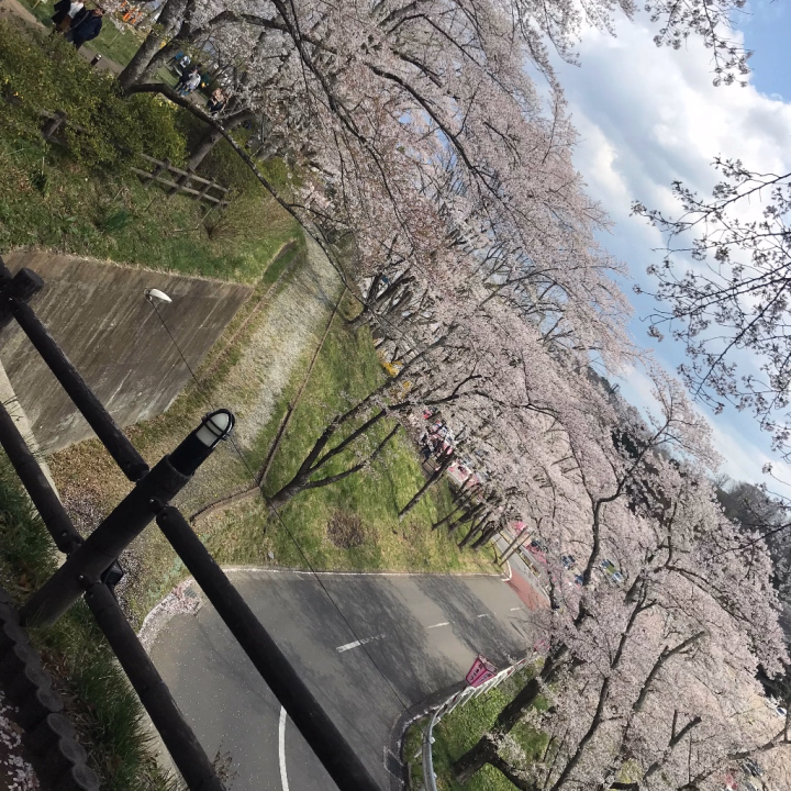 こんばんは🌙* :ﾟ
今、実家に帰省しております🙇‍♀️
明日は祖母の19年目

地元の桜も咲いてきたよ🌸