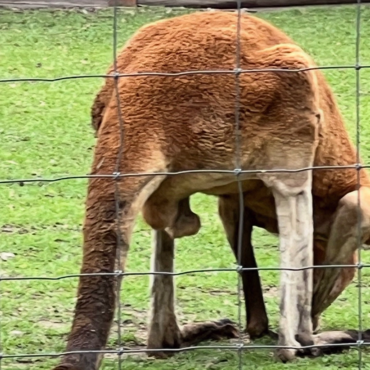 カンガルーの玉玉🌕🌕
カンガルーが玉玉を舐めてるのは唾液の気化熱でひんやり温度調節するためと聞いたことがあります。

人間はどうなのだろう？
今度、ひんやりするか舐めてみてもいい？？

スケジュール見ていたら、9. 10月、いつも以上に出勤できなさそう…
もし葉月と遊んでくださるなら8月がオススメです🦘

📷@動物王国

追伸:  体毛は剃るとチクチクするから剃らないほうがいいのですが、玉玉は袋に毛が覆われていると、舐めにくいのでお会いする直前に剃っていただけると嬉しいです🙈❤️