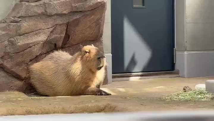 こんな状態です

分かります
意味分かりませんよね

カピバラ様みたいなって
しまったので

出身地に帰ります

7月います。

来年のシフトまで出してるので
安心して遊びに来てください（何が安心できるかわからんけど）