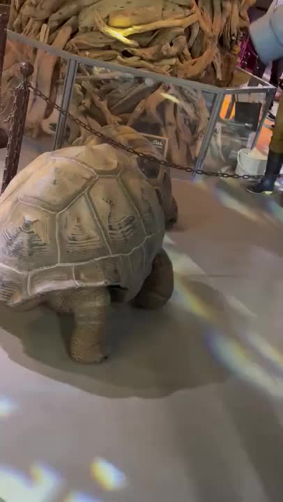 前に家族で行った水族館で見た亀さん🐢
（兵庫県）

そんなふうにのんびり
過ごしてます♡♡

体調よくなったら

のんまた出勤するから
会いに来てね⸜🙌⸝

事前予約して頂けたら
ヨーロッパのお土産も
渡せるので
早めに伝えていただけると
助かります🙏