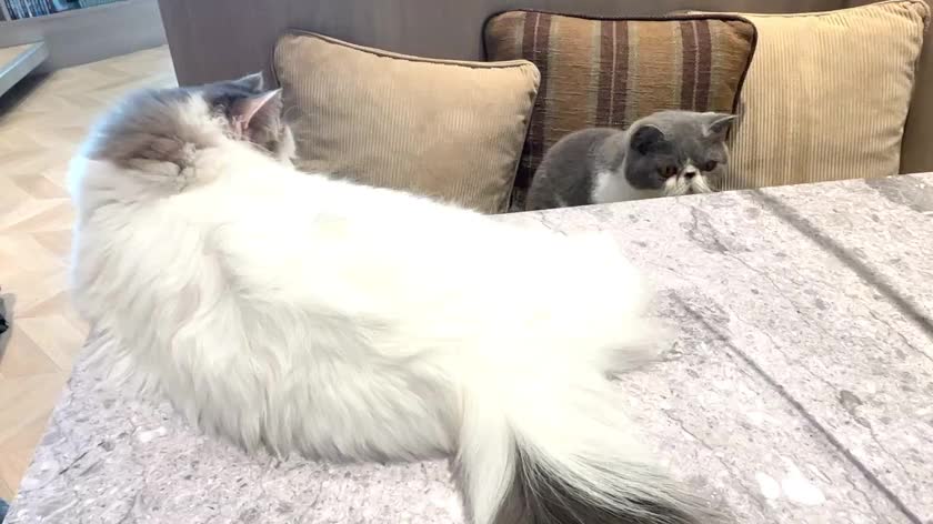 鼻ぺちゃにゃんこたちの、このまったり遊んでる感がたまらなくかわいいんです🥰