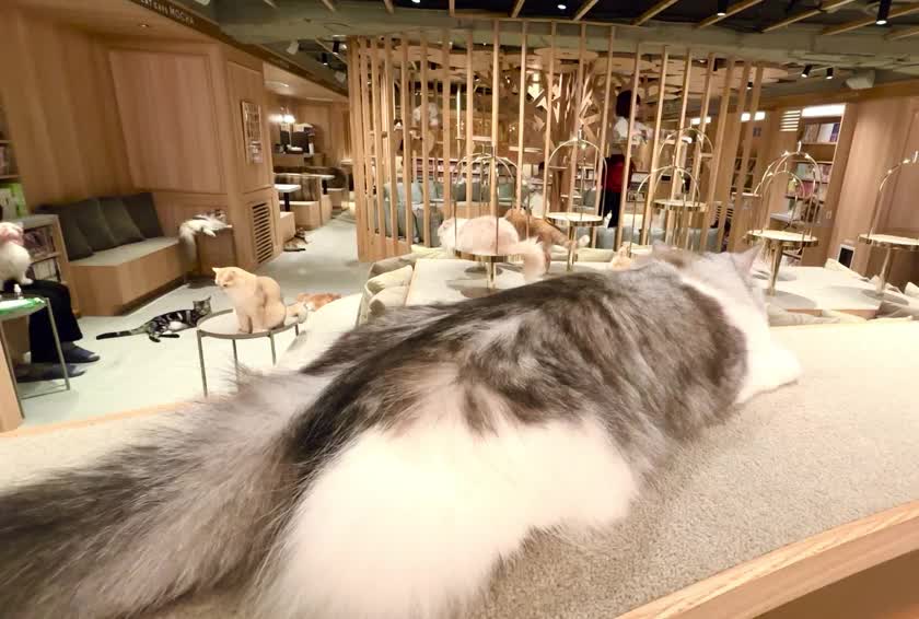 ぽんぽん族にゃんこちゃんに会いに行ってきました🐈‍⬛💓