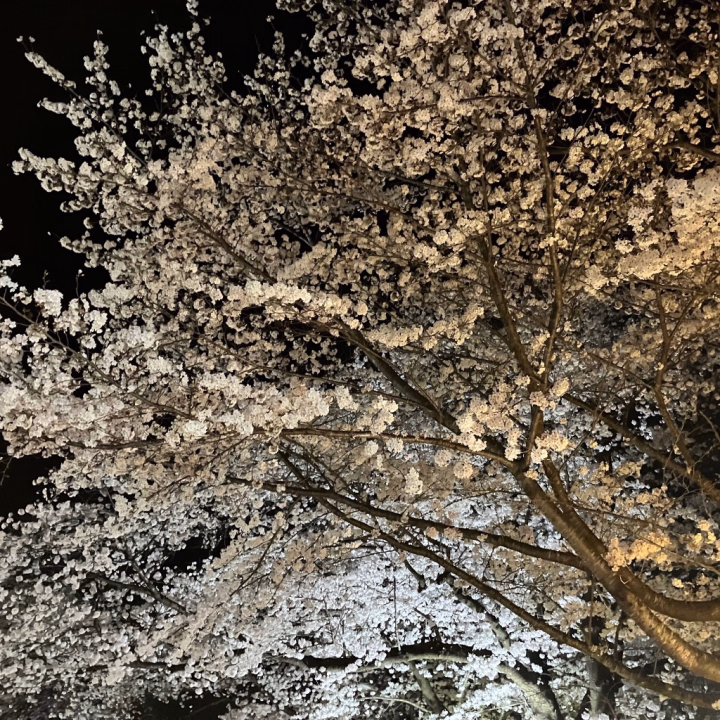 3月ありがとうございました🌸

次回の出勤はもう少し先ですが、
7日・8日・11日に出る予定です！
平日だとお時間が合わなかったお兄さん、ぜひ土曜日に遊びにきてほしいな🫶

今日はあいにくの雨ですが
桜の写真で癒されてね🙏
今年まだ見にいけてない(-｡-;

4月もよろしくお願いします💗💄