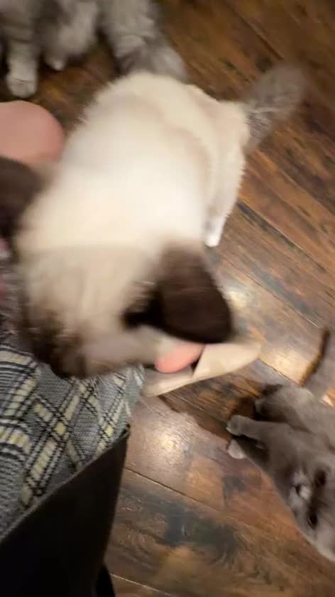 いっぱい踏まれてる私………っ！！！！





ねこちゃんに🐈🐈




猫ちゃん限定でたくさん踏まれたい୧(՞o̴̶̷̤  ̫ o̴̶̷̤ ՞)و笑
