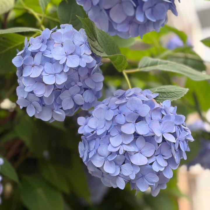 おはようございます！
うちの近くに紫陽花が咲いていました✨💓

紫陽花を見ると、もうすぐ夏なんだなぁと実感しますね😊


夏はBBQに、花火に、夏祭りに、海！！！楽しみなこと盛りだくさんです🥰

本日は20時からの出勤です💓
今日もよろしくお願いします！