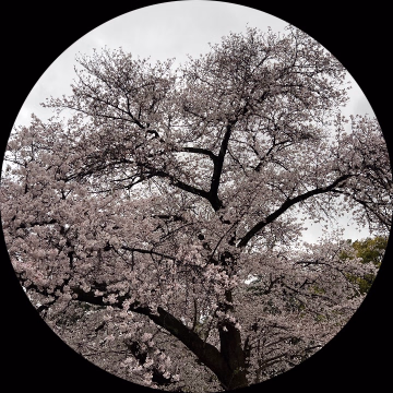 むつき