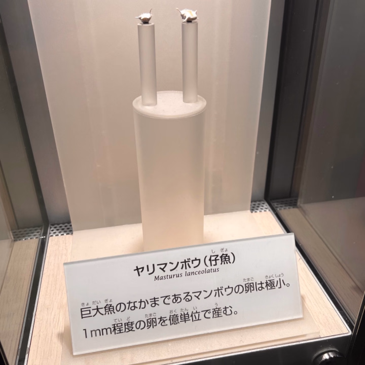 なにマンボウだって？


こんばんは、いとはです🙂‍↕️
夕方、買い出しに出たら桜が少しだけ咲いているのを見つけました。

とはいえまだまだ冷え込む夜。
皆様いかがお過ごしでしょうか🌛


さて先週の出勤
会いにきてくださいましたお兄様方、誠にありがとうございました☺️


こういうお仕事をしていると、お見送りの際なんかに
「この方はまたお会いできそうだな」
「この方はもうお会いできないきがする…」
というのをなんとなーく感じるタイミングがあるのですが。笑


先週はなんとも嬉しい事に
「あぁ、もうおあいできないだろうなぁ」
と思っていたお兄様方が数名会いにきてくださいました。

いい意味で自分の予想を裏切られると喜びもひとしおです。

ご贔屓様含め
タイミングがなかなか合わない🥲と仰りつつも時間を見つけて会いにきてくださるお兄様方
いつもありがとうございます🙂‍↕️🌸

次回出勤は明後日23日11時からです🫶
お問い合わせお待ちしております🐈


週末の夜の気まぐれ更新でした🎵
それではおやすみなさい🙂‍↕️