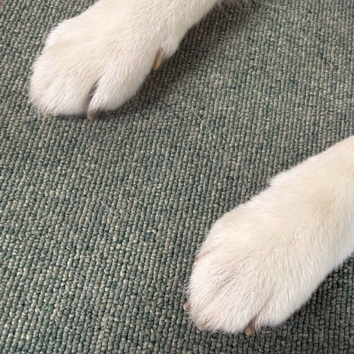 このおててがかわいいのだよね〜🥰🥰

元気でいてほしいものです、、！