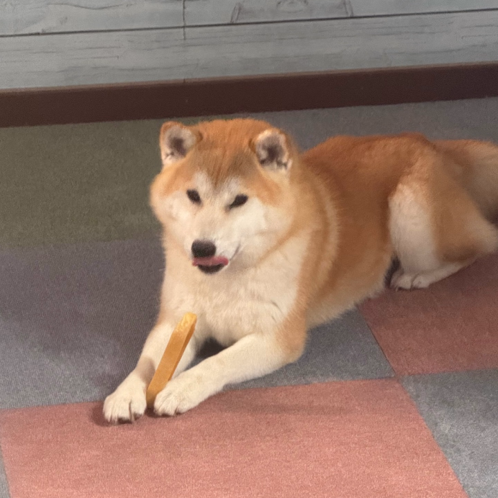 あらしに会えた🥰
チーズガリガリしてた、
実家の愛犬に会いたくなりますね😵‍💫