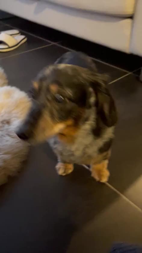 愛しの姫ちゃん今日も元気いっぱい！愛犬家の方も大歓迎です！