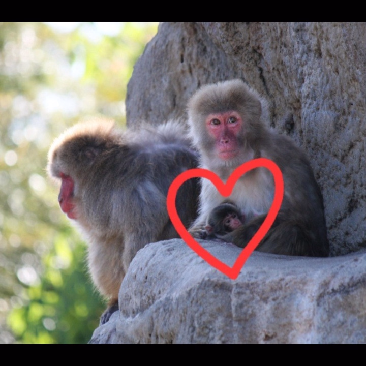 パンチくん🐵がいる市川市動植物園で昨日、
ニホンザル🐒の赤ちゃんの誕生が確認されたそうです☺️

お母さん🐒に力強く、ぴったりくっついて、とっても可愛い～💞

可愛いと思うと同時に、

本当なら、パンチくん🐵もこうしてお母さん🐒に抱っこされていたんだよなぁ…
お母さん🐒のぬくもりの中にいたかっただろうなぁ…

と思うと切ないです😢

でも、今のパンチくん🐵には
モエちゃん、モミちゃん、アトマルさん、アキラさんなど
たくさんの味方がいてくれて、
ひとりぼっちじゃない🍒

パンチくん🐵も、もう末っ子ではなく年上になるんですね～🤗💕

パンチくん🐵のおかげで、
ニホンザル🐒の魅了に気づきました✨

がんばれパンチくん🐵❗

あいこ🌸