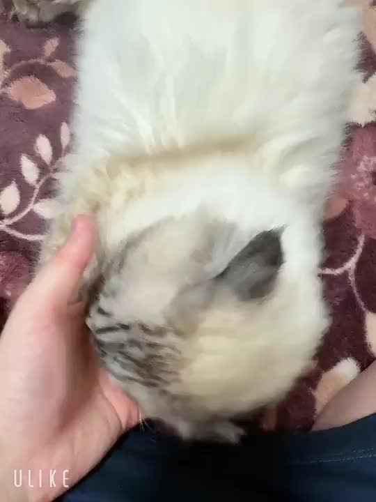 猫に遊ばれました😸…(*ΦωΦ)ｱﾊｧ…♥

次の出勤は6月3日です！！