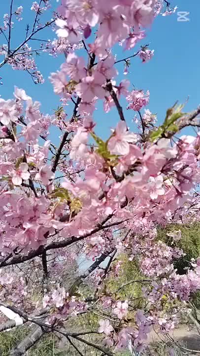 河津桜かな？
綺麗だっ🥺