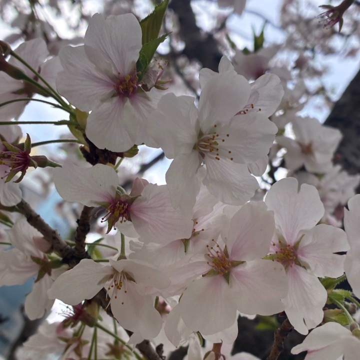 桜綺麗だったから思わずパシャリ🌸🍃

お兄さんたちはお花見したかなあ？

桜も後少しだね‪ʚ̴̶̷̆_ʚ̴̶̷̆