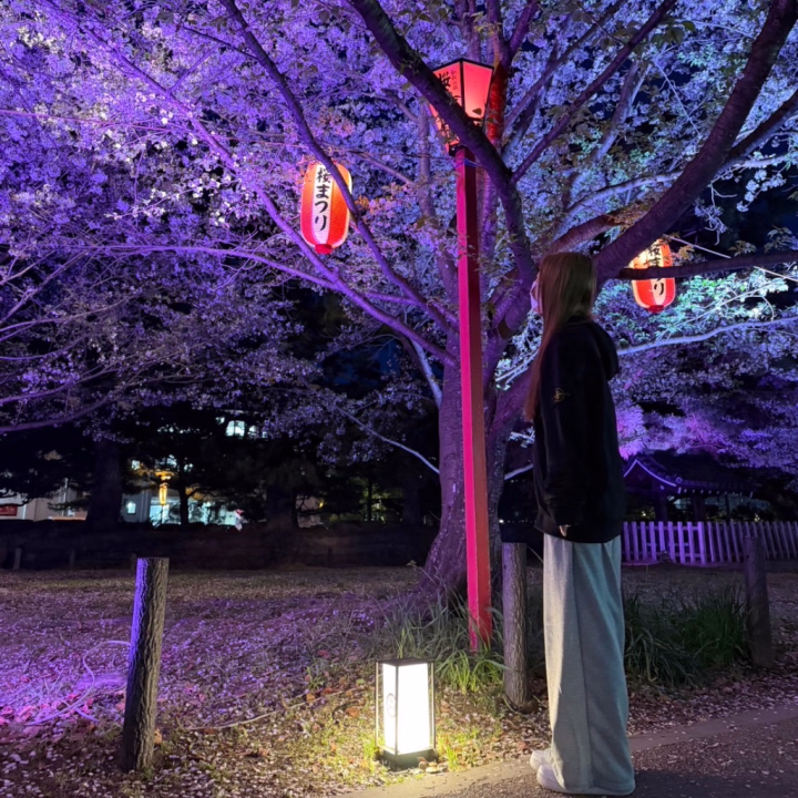 夜桜🌸