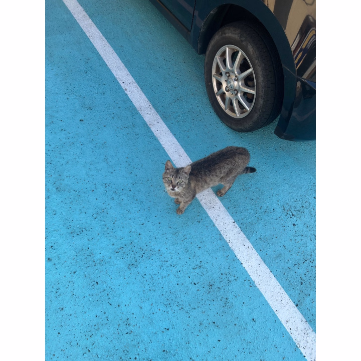 そういえばね！今日出勤するとき！
推し猫ちゃんに会えたのおお😻💕💕

お店のまわり、にゃんこいっぱい
いるんだけど⋯推し猫ちゃんになかなか
会えなくて さみしかったの

そしたら今日会えちゃった🎶🎶
しかも！足元まで近付いてきてくれた🤤
嬉しすぎて固まった（笑）

ねこちゃん飼ってるおにいさんいたら
お話聞きたい写真見たい〜！😻