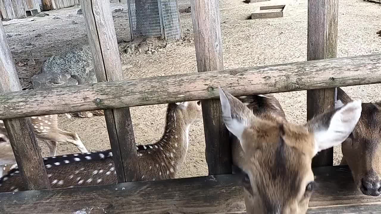🦌