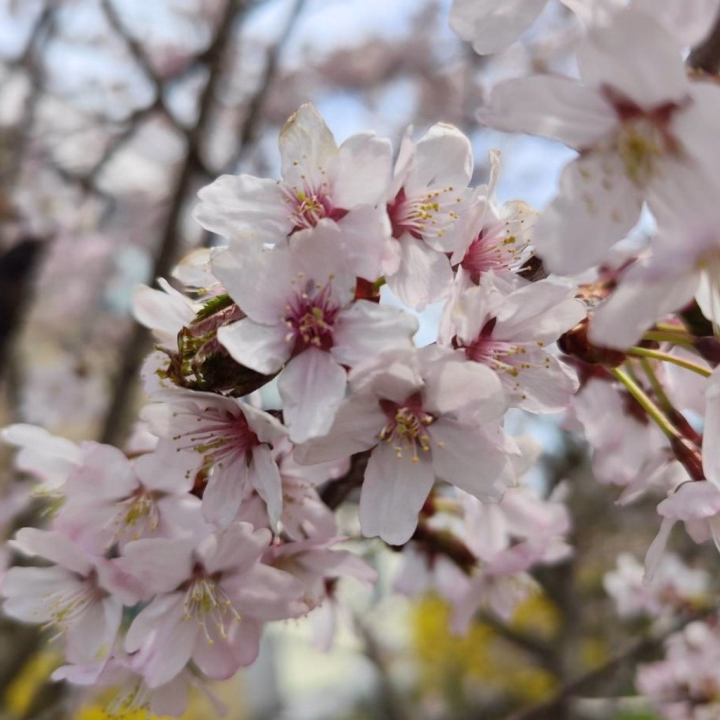 恋愛 生 欲情の扉のさゆです！

4月から正社員でのお仕事が始まってバタバタしていて、久しぶりの更新になりました💦💦

まだまだ空気が冷たい日が続くけど､日差しが暖かくなってきて桜も咲いたね！
先日地元で撮ってきたよ📸🌸·°

お仕事まだまだ覚えることたくさんで来月もしばらく出勤少なめですが、会いに来てくれたら嬉しいです😭
以外今後の予定になります！

4月ラスト
29日　㊗️水曜日　　9:00~17:00

5月前半
5日　こどもの日🎏　9:00~14:00
9日　土曜日　　　　17:00~23:00

少なめ＆短め出勤だけどお待ちしてます！