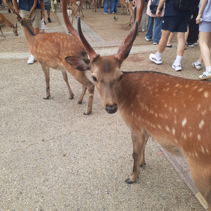 今日は奈良公園に散歩に行ったよ☺️
子ジカがいててめちゃかわいかったー♡
おしりを触ったらこっちに寄ってきてくれてヤバ可愛いすぎた🎵
シカせんべいを買って追いかけられてちょっと恐怖……( ´ﾟдﾟ｀)
小さい子にあげたかったのに、大人ばっかり囲まれてバラまいちゃった🤣

さなは今日は動物から癒しをもらった１日でした🎵
お兄様はどんな１日でしたか？
お仕事の方は、おつかれさまでした(*^3(*^o^*)