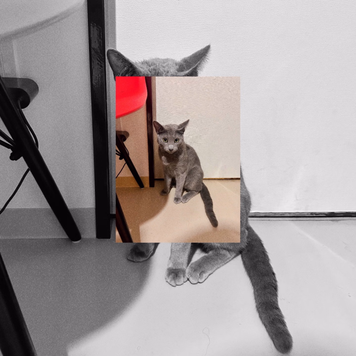 みとです🌱

今日も11時から
出勤予定です💫

ちなみに私はペットを
飼った経験がありません🙇‍♀️

お迎えしたいなぁと
思ったこともあるけど、
生きる理由 ≒ その子
になりそうで震える🏋️‍♀️

心の底からかわいいとは思うので
ぜひ！写真を見せてくれる方も
お待ちしております😚
