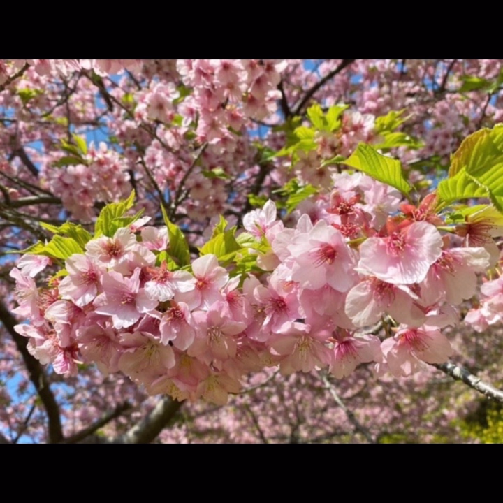 おはようございます🌞
めるるです🍓
今日は予告通り
9:00〜17:00までいます🫶🫶🫶

最近はすっかり葉桜の季節になりましたね🌿🌸
ピンク色から鮮やかな緑に変わっていく様子を見ると、新しい季節の始まりを感じてワクワクしますね☺️

今日会えるのを楽しみにしてます💓